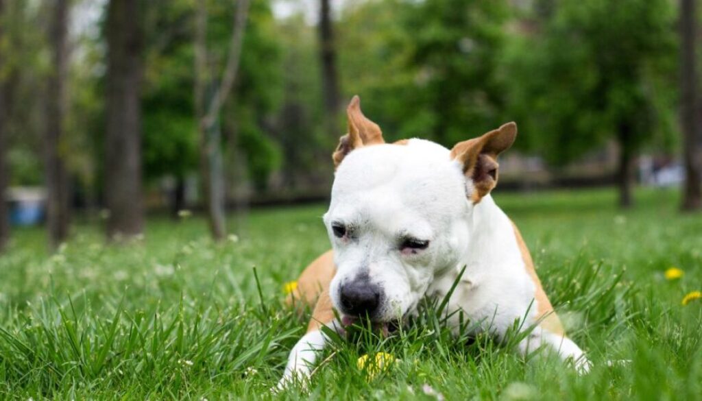 Warum frisst mein Hund Gras_ Ursachen und Mythen im Check
