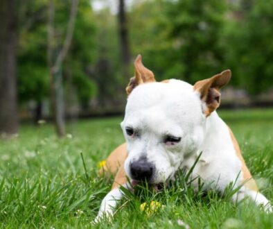 Warum frisst mein Hund Gras_ Ursachen und Mythen im Check