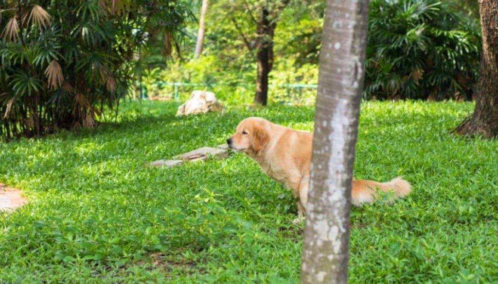 Was sind Giardien und wie steckt sich der Hund an_ Symptome und Diagnose