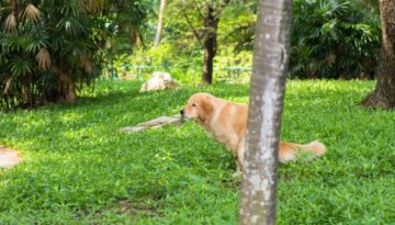 Was sind Giardien und wie steckt sich der Hund an_ Symptome und Diagnose