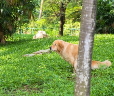 Was sind Giardien und wie steckt sich der Hund an_ Symptome und Diagnose