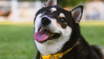 Was sind Struvitsteine und wie entstehen sie beim Hund_ Ursachen und Diagnose