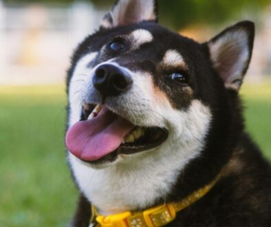 Was sind Struvitsteine und wie entstehen sie beim Hund_ Ursachen und Diagnose