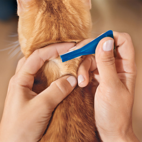 Frontline Spot-on Parasitentropfen für Katzen, 3 x 0,5 ml - Fotogalerie 3