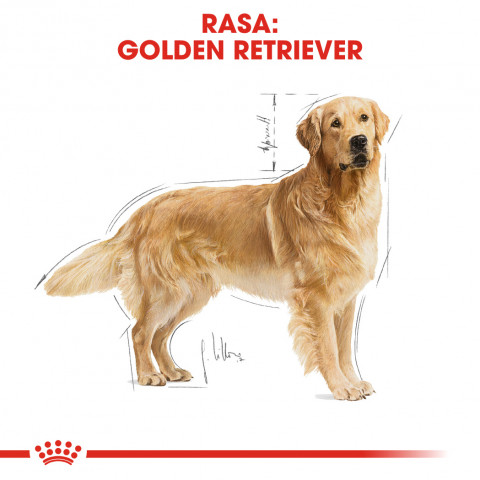 ROYAL CANIN BHN Golden Retriever Trockenfutter für Hunde - 12kg - Fotogalerie 7