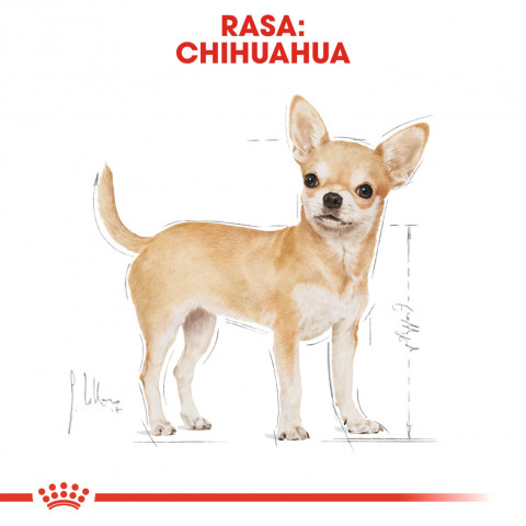 ROYAL CANIN Chihuahua - Paket 12x85g - Fotogalerie 9