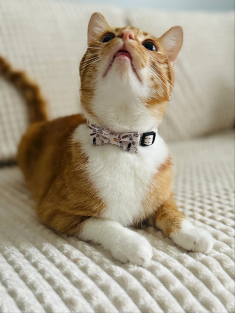 ZOLUX Chatouille beige - halsband für katzen - Fotogalerie 2