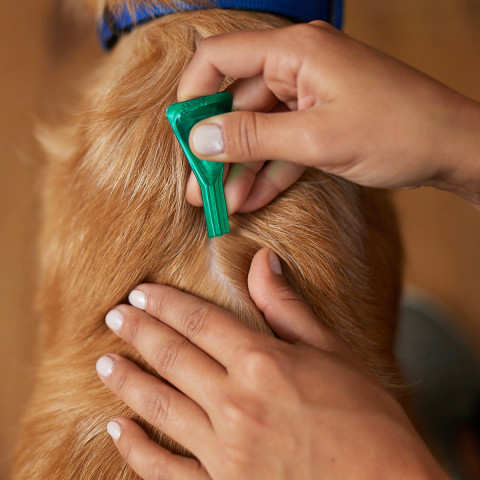 Frontline Combo Spot-on XL - Parasitentropfen für Hunde - 3 x 4,02 ml - Fotogalerie 5