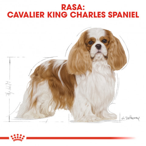 Futter Royal Canin SHN Rasse Cavalier K C 1,5 kg - Fotogalerie 7