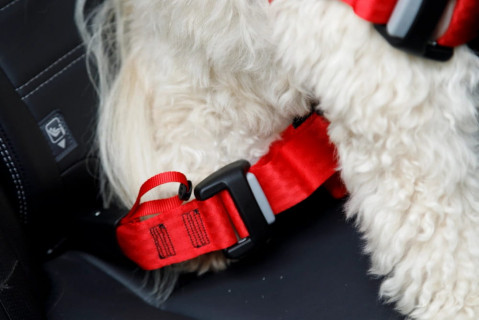 ZOLUX Travel Safe M red - geschirr für hunde - Fotogalerie 7