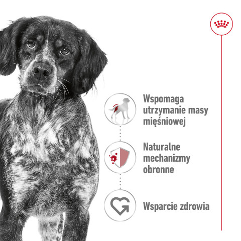 ROYAL CANIN SHN Medium Adult - trockenfutter für Hunde - 15kg - Fotogalerie 10