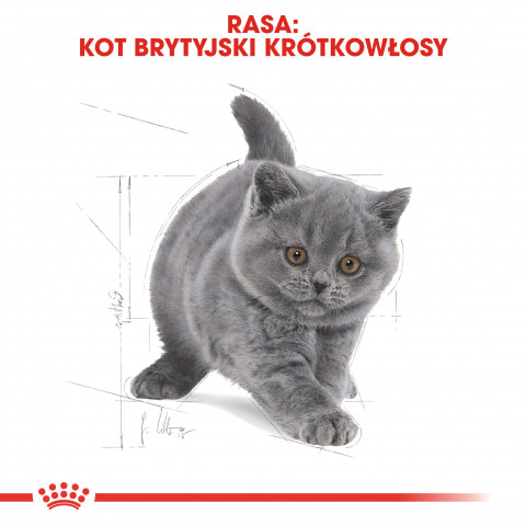 Royal Canin British Shorthair Kitten Katzen-Trockenfutter 2 kg Geflügel, Reis, Gemüse - Fotogalerie 2