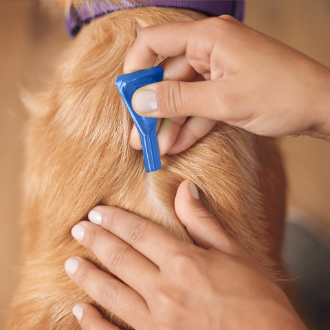 Frontline Spot- on M Parasitentropfen für Hunde 10-20 kg, 3 x 1,34 ml - Fotogalerie 4