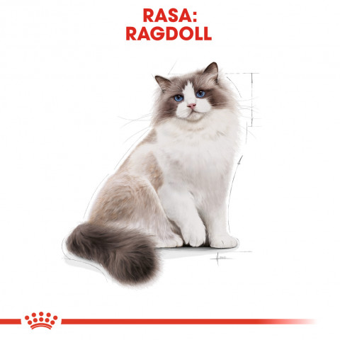 ROYAL CANIN Ragdoll FBN Adult - trockenfutter für Katzen - 400g - Fotogalerie 8