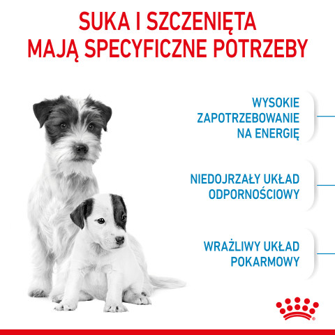 ROYAL CANIN SHN Mini Starter Mother & Babydog - Trockenfutter für Hunde - 4 kg - Fotogalerie 3
