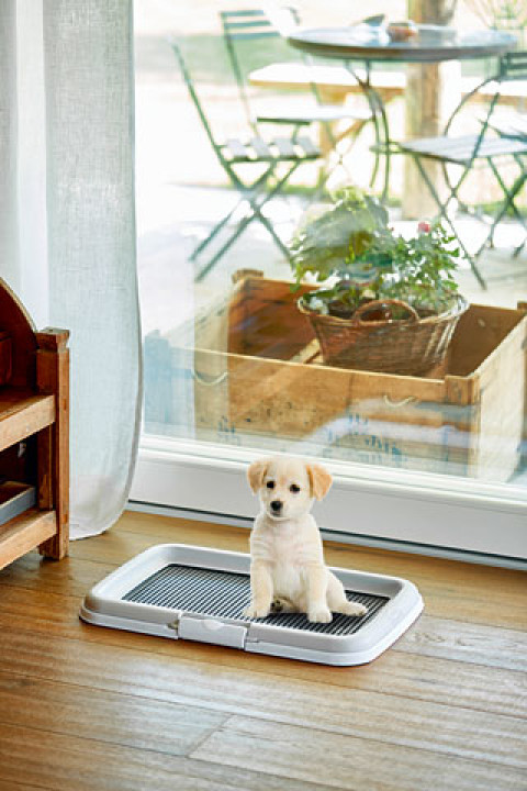 ZOLUX Hunde-/Katzentoilette Hund Offene Katzentoilette Schwarz, Grau - Fotogalerie 2