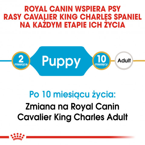 Royal Canin BHN Cavalier King Charles Spaniel Puppy - Trockenfutter für Welpen - 1,5 kg - Fotogalerie 5