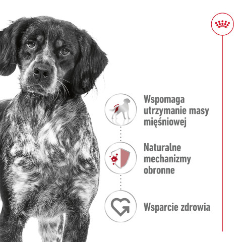 ROYAL CANIN SHN Medium Adult in Sauce - Nassfutter für ausgewachsene Hunde - 10x140g - Fotogalerie 6