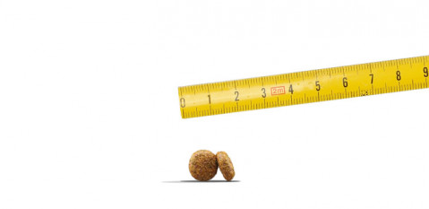 JOSERA Mini Salmon & Chicken - trockenfutter für Hunde - 6x900g - Fotogalerie 6