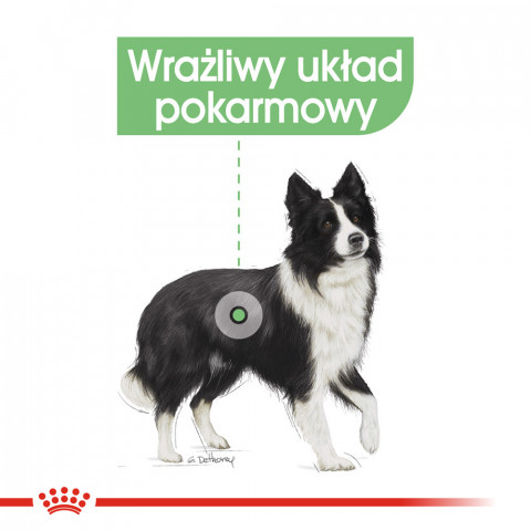 ROYAL CANIN CCN Medium Digestive Care - Trockenfutter für Hunde - 3 kg - Fotogalerie 8