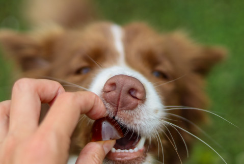 GELOREN Small dog Joints - hundevitamine - 180g - Fotogalerie 2