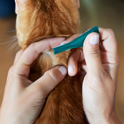 FRONTLINE Combo Spot-on Floh- und Zeckentropfen für Katzen - 3 Stück. - Fotogalerie 3