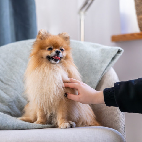 ADDVENA Power of Nature Senior Small Lamb - trockenfutter für Hunde - 2,5kg - Fotogalerie 2