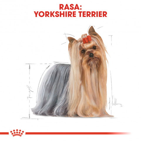 Royal Canin Yorkshire Terrier Adult 85 g - Fotogalerie 8