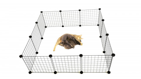  C&C Modularer Hundeauslauf 145x75x37 cm - Fotogalerie 11