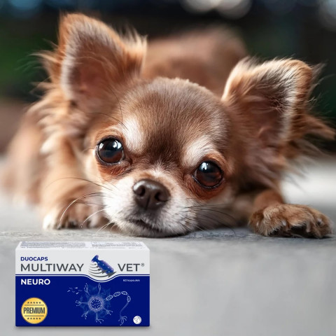 JM SANTE Multiway Vet Duocaps Neuro - twist-off kapseln zur unterstützung des nervensystems für hund und katze – 60 stück - Fotogalerie 2