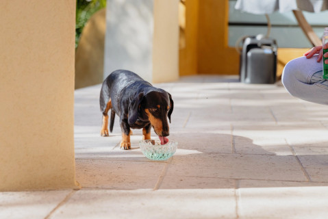 VIRBAC Vet Aquadent FR3SH - zahnmedizinische lösung zur mundhygiene für hunde und katzen – 500ml - Fotogalerie 2