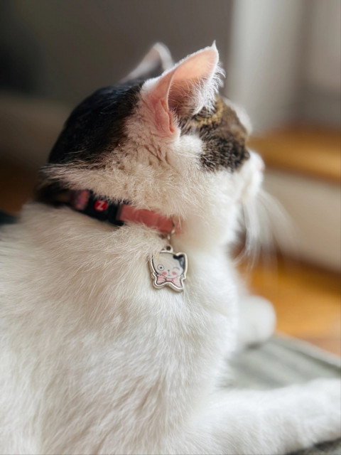 ZOLUX Chatouille pink - halsband für katzen - Fotogalerie 3