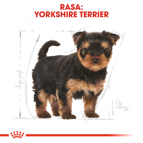 ROYAL CANIN Yorkshire Terrier Puppy - Trockenfutter für Hunde - 7,5 kg - Fotogalerie 8
