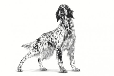 ROYAL CANIN Dog Hepatic VHN - trockenfutter für Hunde - 7kg - Fotogalerie 3