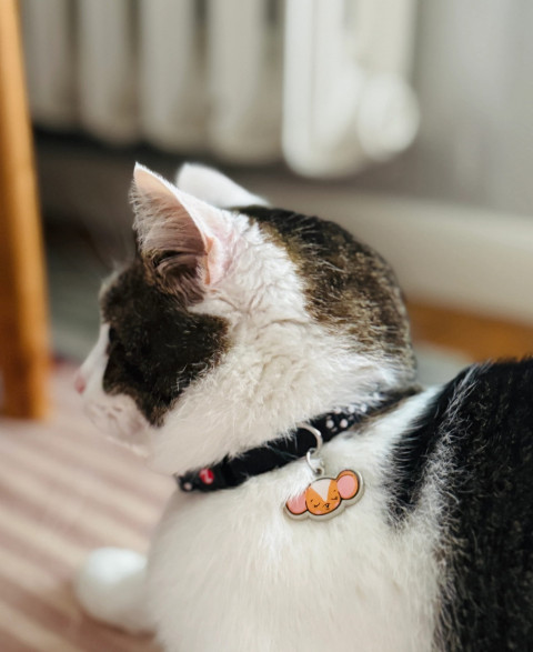 ZOLUX Chatouille black - halsband für katzen - Fotogalerie 2