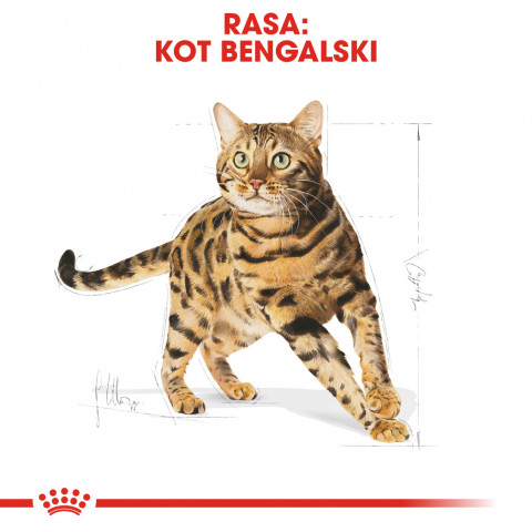 ROYAL CANIN FBN Bengal Adult - Trockenfutter für Katzen - 10kg - Fotogalerie 5