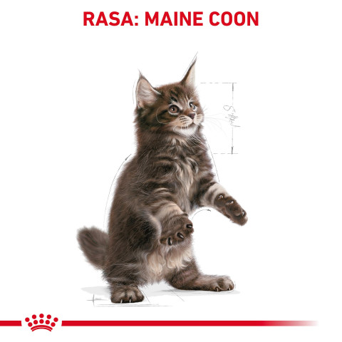 ROYAL CANIN Maine coon FBN Kitten - trockenfutter für Katzen - 400g - Fotogalerie 5