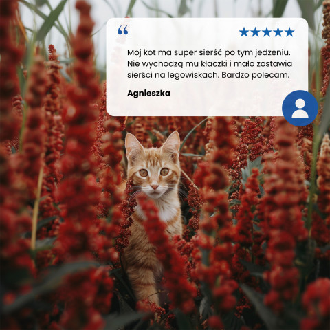 FARMINA N&D Quinoa Skin&Coat Cat Herring and Coconut Adult - Trockenfutter für Katzen - 300 g - Fotogalerie 3