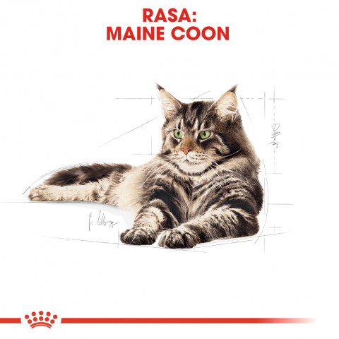 ROYAL CANIN FBN Maine Coon - Nassfutter für Katzen - Beutel 12x 85g - Fotogalerie 6