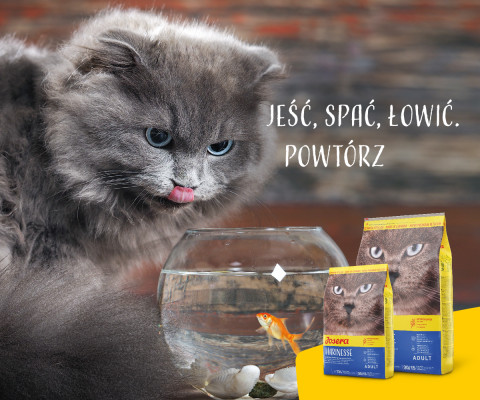 Josera Marinese Katzen-Trockenfutter Erwachsener Kartoffel, Lachs 2 kg - Fotogalerie 3