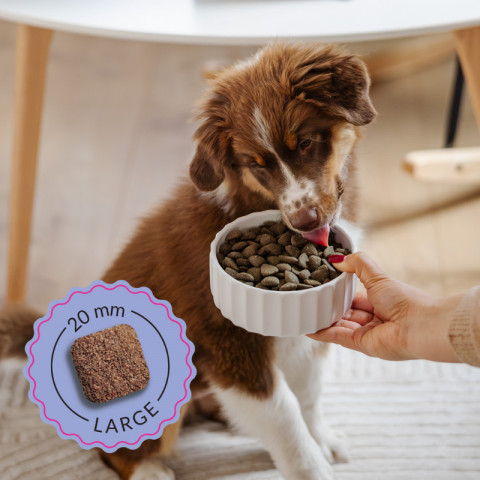 ADDVENA Boosted by superfoods Junior Medium/Large Beef - trockenfutter für Hunde - 10kg - Fotogalerie 3