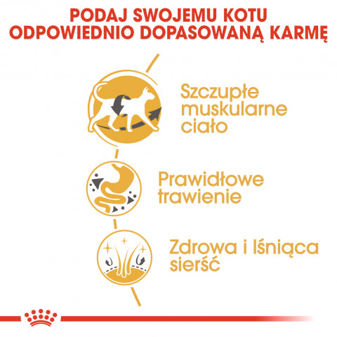 ROYAL CANIN Siamese Adult - Trockenfutter für Katzen - 2 kg - Fotogalerie 6