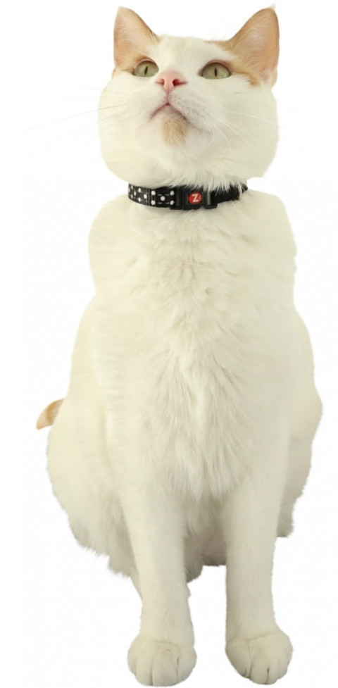 ZOLUX Chatouille blue - halsband für katzen - Fotogalerie 3