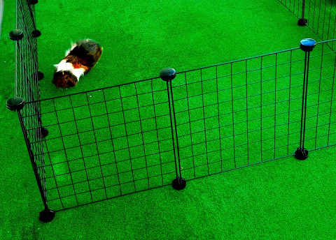 C&C Modularer Hundeauslauf 180x75 cm - Fotogalerie 13