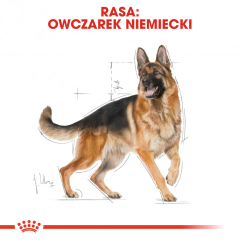 ROYAL CANIN BHN Deutscher Schäferhund Adult Trockenfutter - 11kg - Fotogalerie 7
