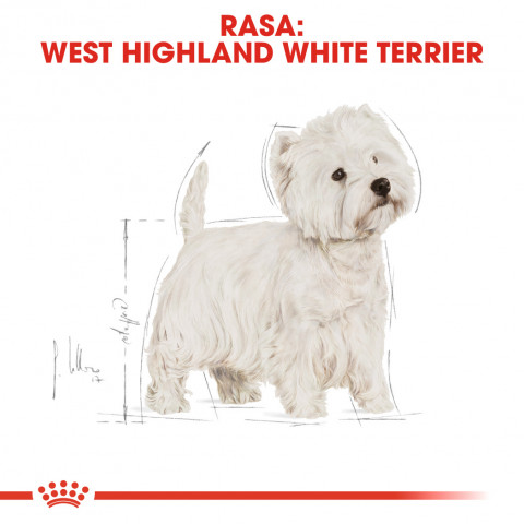 Royal Canin BHN West Highland White Terrier Adult - Trockenfutter für ausgewachsene Hunde - 3kg - Fotogalerie 7