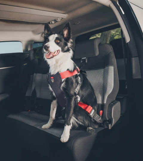 ZOLUX Travel Safe M red - geschirr für hunde - Fotogalerie 4