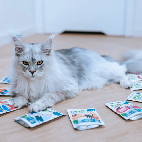 ANIMAL ISLAND Turkey in broth - nassfutter für Katzen - 40x85g - Fotogalerie 2