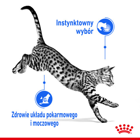 ROYAL CANIN Indoor Sterilized - Nassfutter für ausgewachsene Katzen - Stückchen in Sauce 12x85 g - Fotogalerie 9