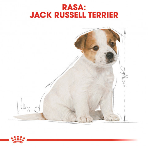 Royal Canin SHN Breed Jack Russell Junior - Trockenfutter für Hunde Geflügel, Reis - 3 kg - Fotogalerie 8